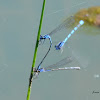 Familiar Bluet