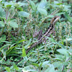 Brown Basilisk