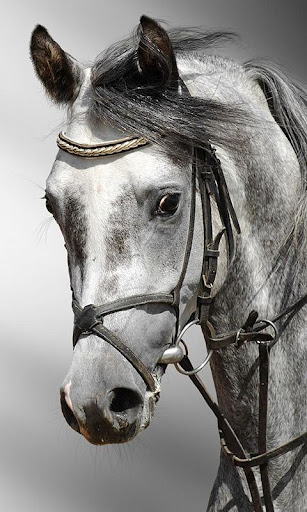 Horses Live Wallpaper