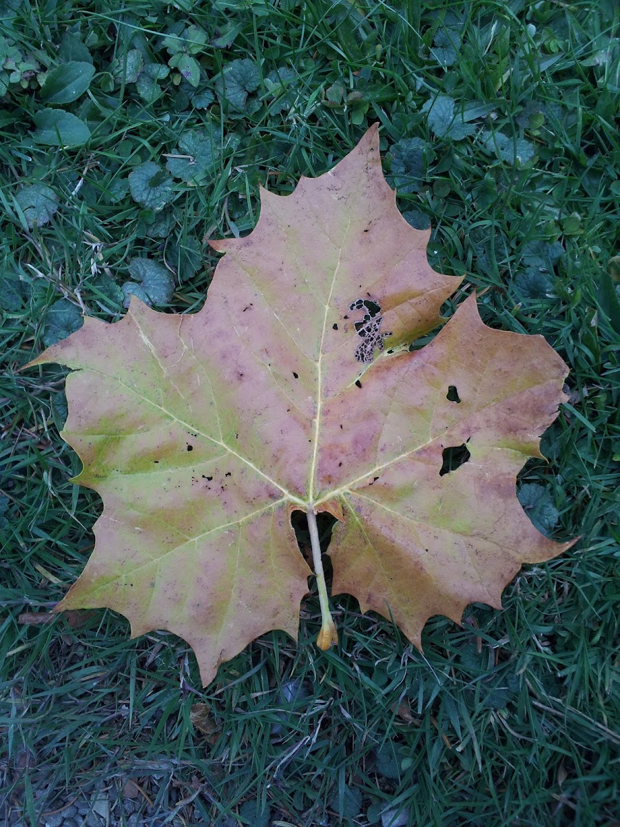 American Planetree (Sycamore)
