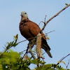Island Collared Dove or Philippine Turtle-Dove