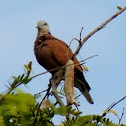 Island Collared Dove or Philippine Turtle-Dove