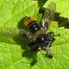 Bee Imitating Robber Fly