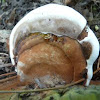 Hoof fungus