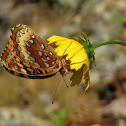 Great Spangled Fritillary