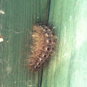 Gypsy Moth (larva)
