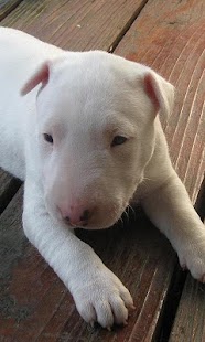 Lastest Bull Terriers Wallpapers APK
