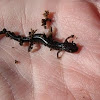Red Backed Salamander (Lead backed phase)