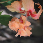 Double Petal Orange Hibiscus Flower