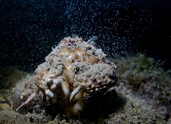 Box Crab | Project Noah
