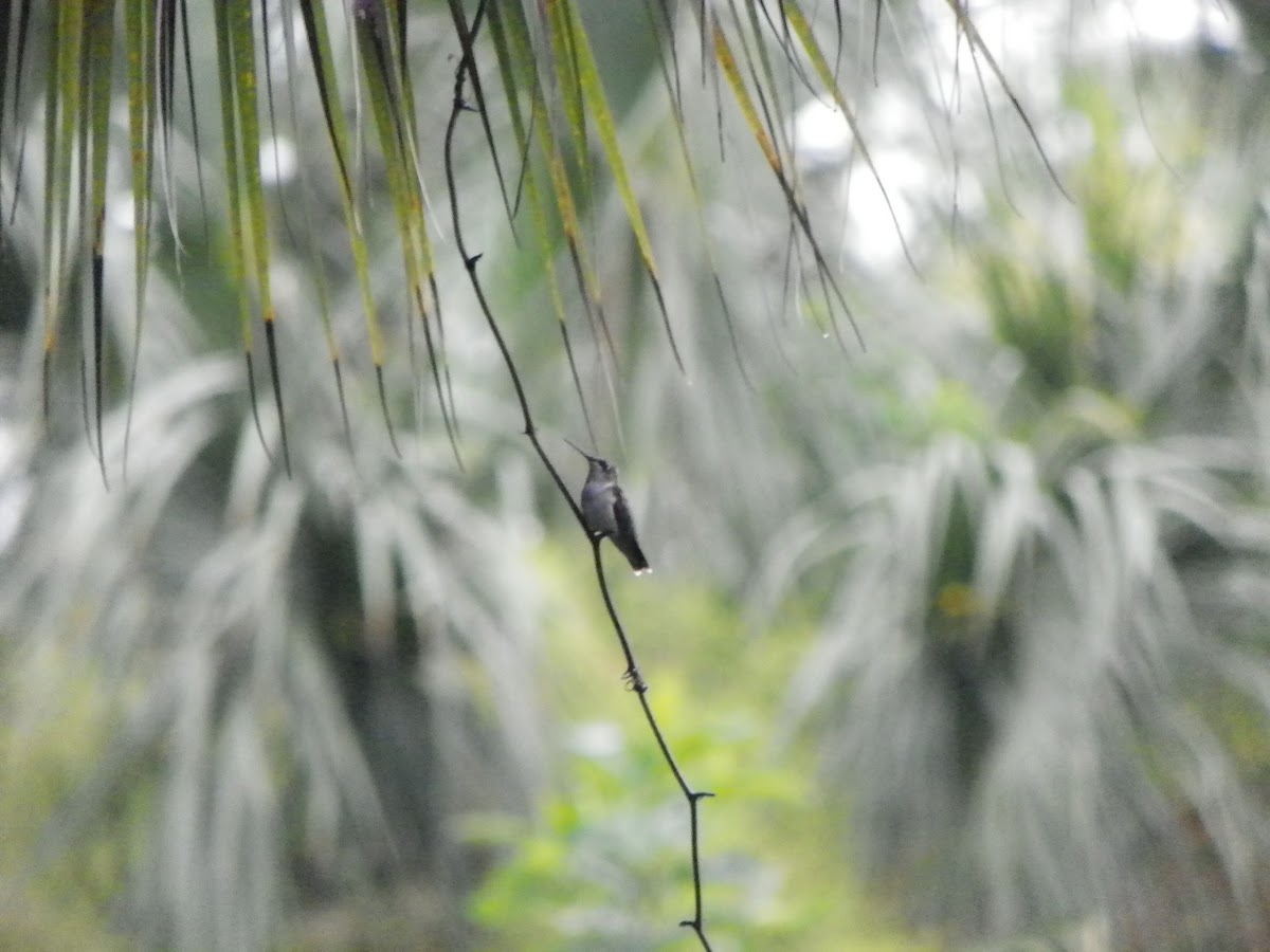 Black-chinned Hummingbird (female)