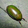 Common Green Beetle