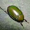 Common Green Beetle