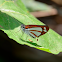 Mariposa saltarina plateada