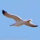 Yellow-legged Gull; Gaviota Patiamarilla