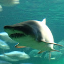 Great white shark (baby)