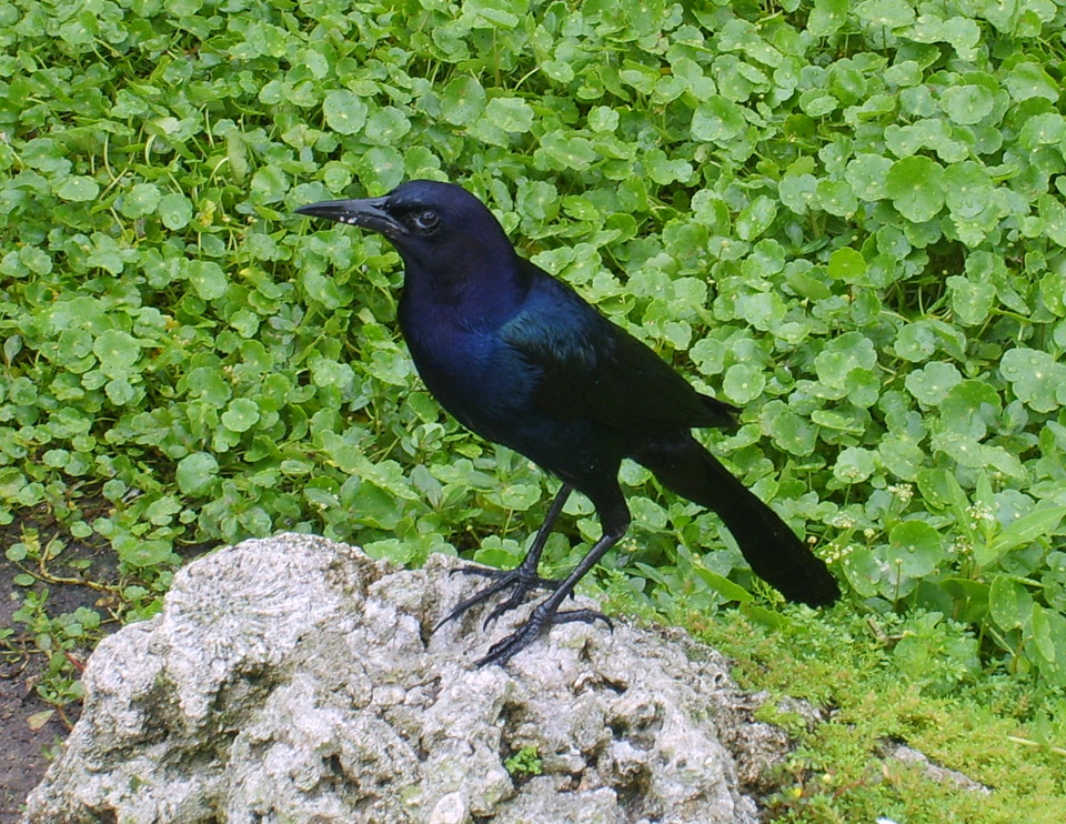 Boat -tailed Grackle