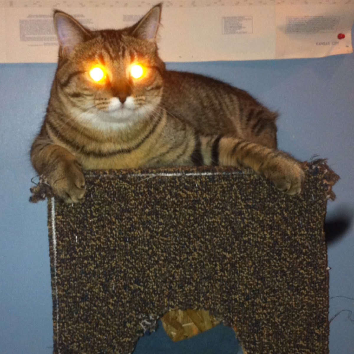 Lazer Cat