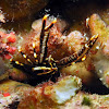 Crinoid Squat Lobster