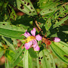 Senduduk / Singapore Rhododendron