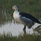 Knob-billed duck (male)