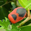 Red Pumpkin Bug