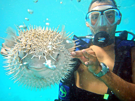 A spiny white fish in the waters around Aruba.