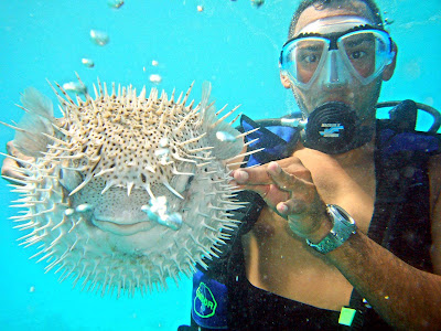 A spiny white fish in the waters around Aruba.
