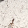 Daddy long leg (with spiderlings)