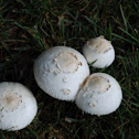 Fairy Ring Mushroom