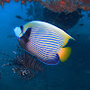 Emperor angelfish adult