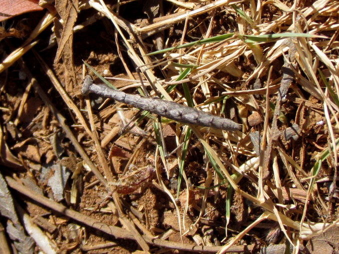 Juvenile mantid