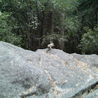 Golden-mantled ground squirrels