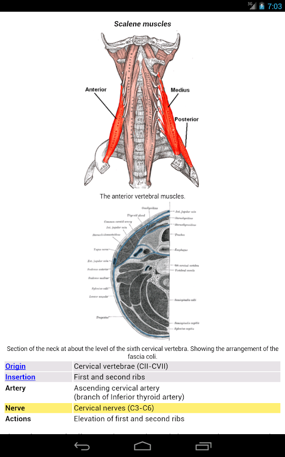 Human Anatomy - Android Apps on Google Play