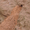 Cicada Killer burrow