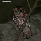 eastern screech owl (red morph)