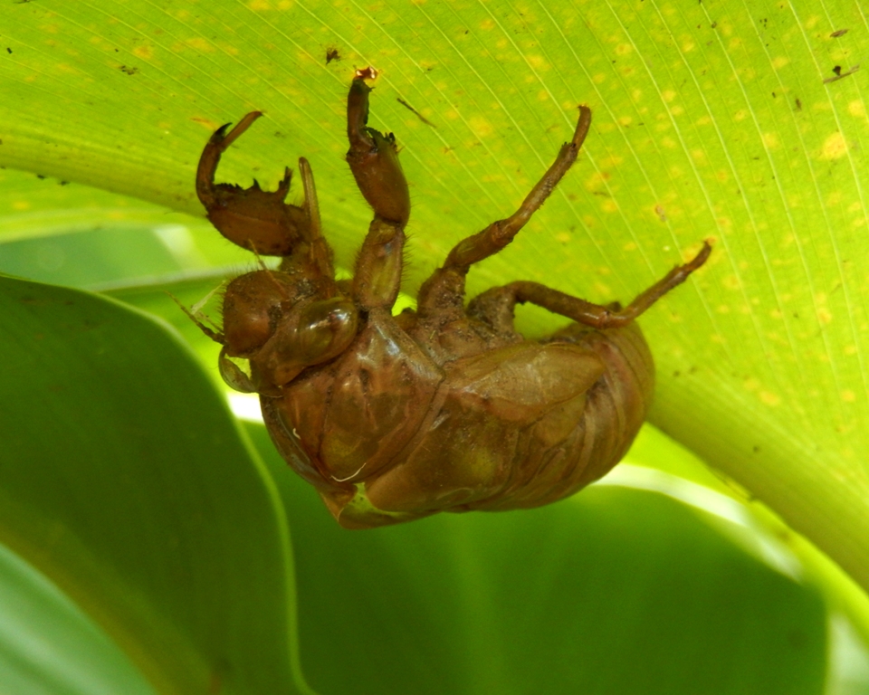 Cicada (exuviae)
