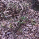 Easter Diamondback Rattlesnake