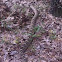 Easter Diamondback Rattlesnake