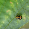 Ladybug in transition