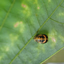 Ladybug in transition
