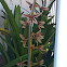 Aloe leafed Cymbidium