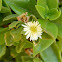 Yellow Heartleaf Iceplant