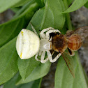bee and crab spider