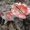 Russula