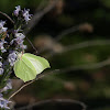 Butterfly [Pieridae]