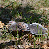 金背鳩 / Oriental Turtle Dove