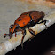Asian palm weevil