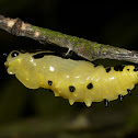 Pupae