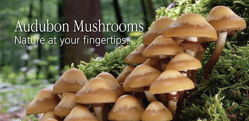 Audubon Mushrooms -  apk apps